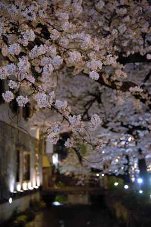 木屋町の春