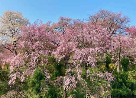 原谷苑さんの春