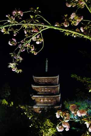 五重塔と八重桜