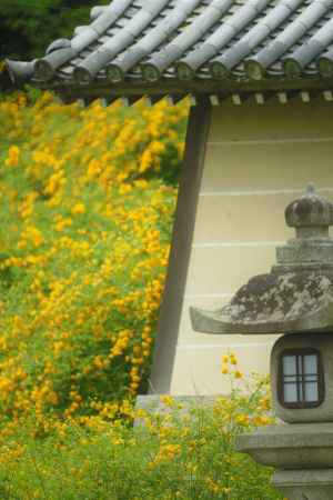 山吹に覆われて