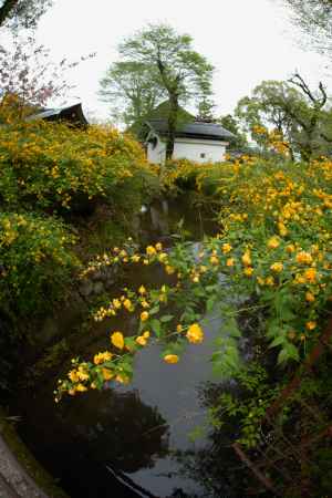 黄金色に山吹が咲き誇り