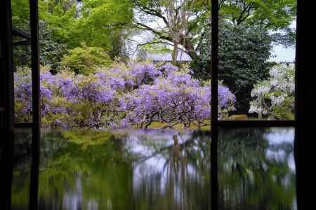 決して上見ぬ　藤の花