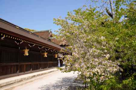 北野桜ここにあり