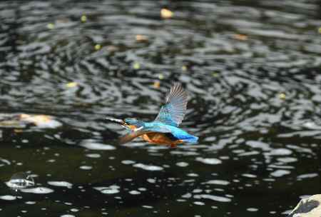 風待月のカワセミ