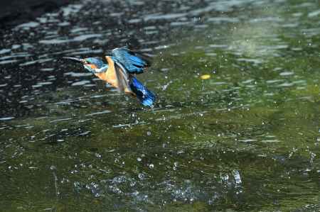 夏越月のカワセミ