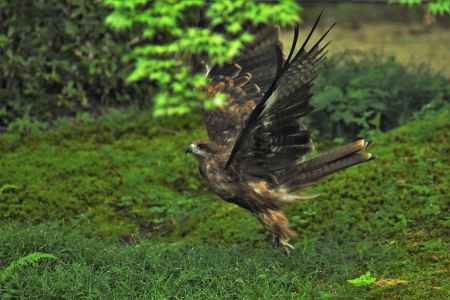 トンビが～カブリオール♪