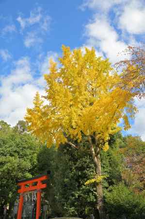 西の鳥居　銀杏