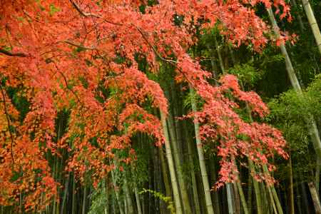 竹林と紅葉