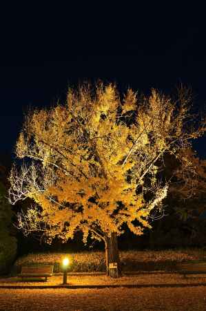 黄葉　ライトアップ