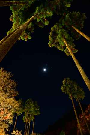 月と星の夜