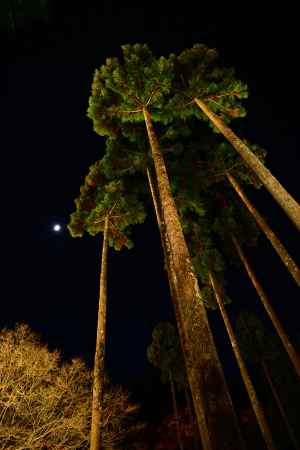 北山杉と月