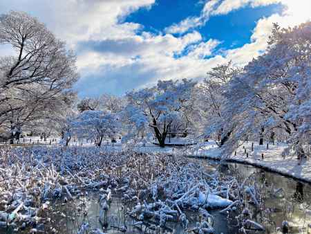 雪の蓮池