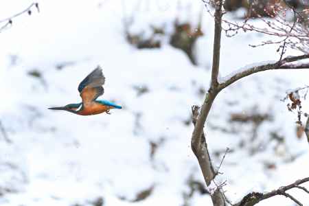 雪中の飛び出し