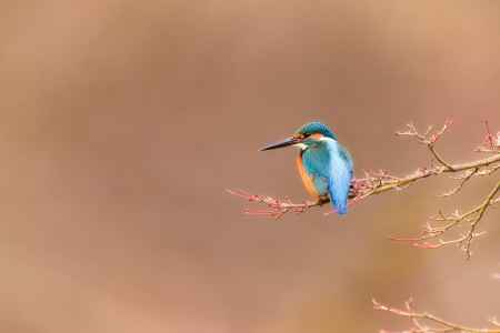 新芽とカワセミくん