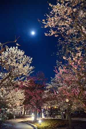 おぼろ月夜　梅の小径