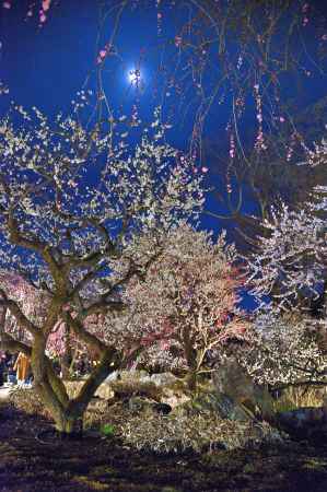 月明かり　花の庭