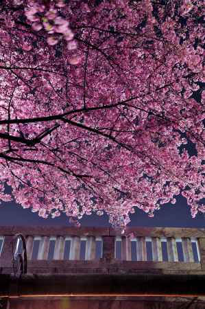 桜色　一条戻橋