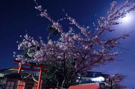 おぼろ月夜　河津桜