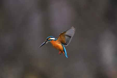 華麗なるホバリング