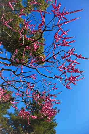 梅団子　鈴生り