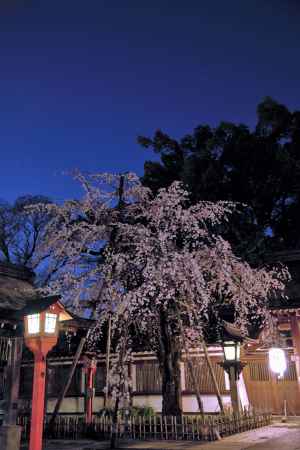 お花見が始まる