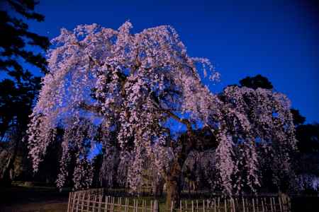 近衞のシダレザクラ　春宵　
