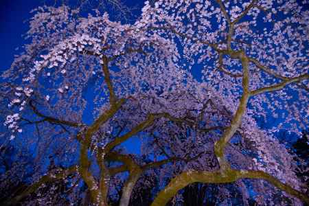 近衞のシダレザクラ　天を覆う