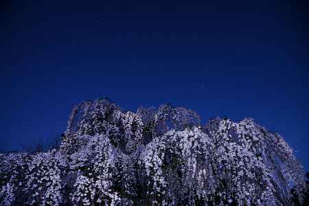 出水のシダレザクラ　星降る