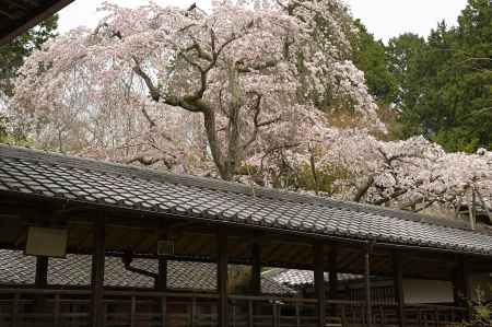 なりひら桜　満開
