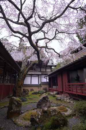 三方普感の庭　なりひら桜