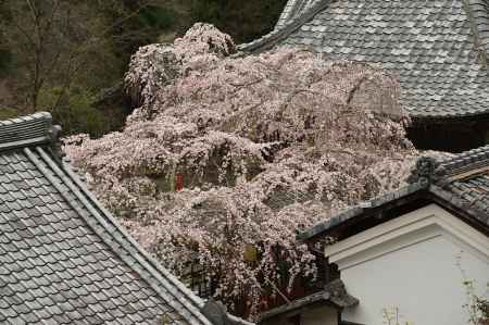 なりひら桜　天蓋