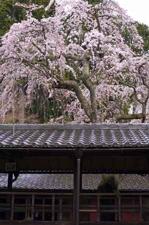 古刹　なりひら桜