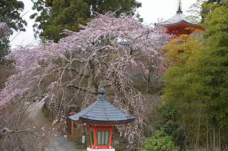 西山のお大師さま　春