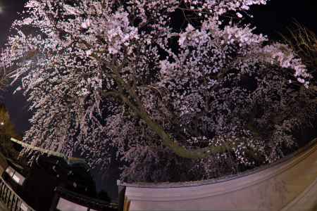 有栖川宮旧邸　夜桜