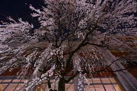 しなやかにしとやかに