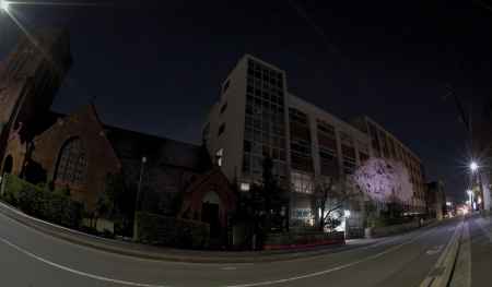 聖アグネス　聖桜