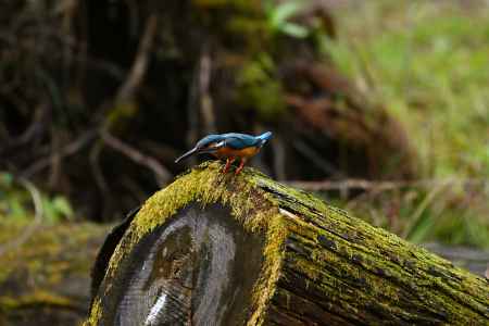 カワセミくんと切り株
