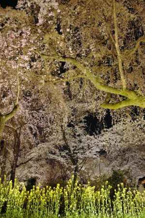 夜桜　夜菜の花