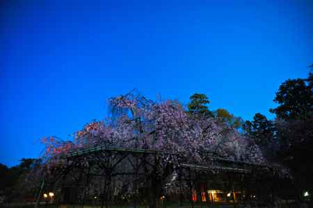 斎王桜様と星々