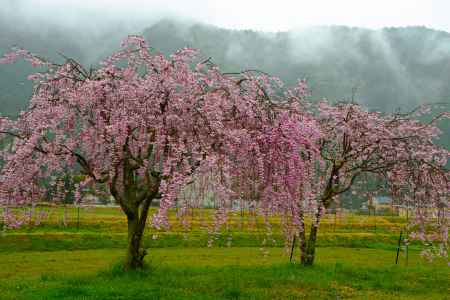 層雲と桜