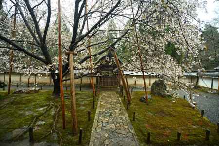勅使門　御車返しの桜
