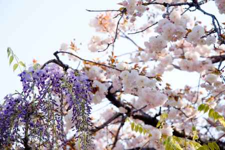 普賢象桜さんと藤さん