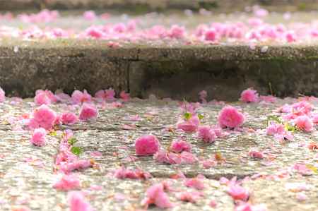 普賢象桜さん　花絨毯