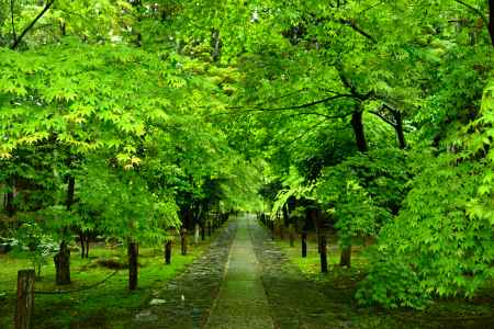 若葉雨の参道