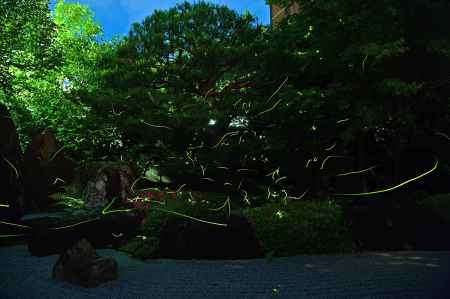 甘露庭に舞う蛍