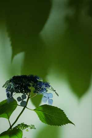 天上天下唯我独尊甘茶じゃぶじゃぶ