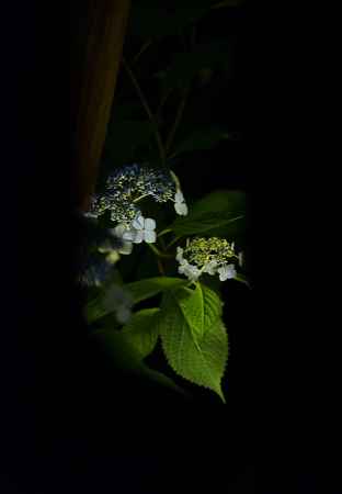 平和な世が訪れると甘い露が降る