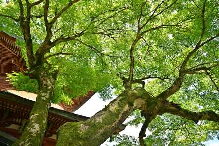 三明院さん　深緑