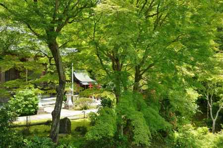 深緑　本堂と香取大明神