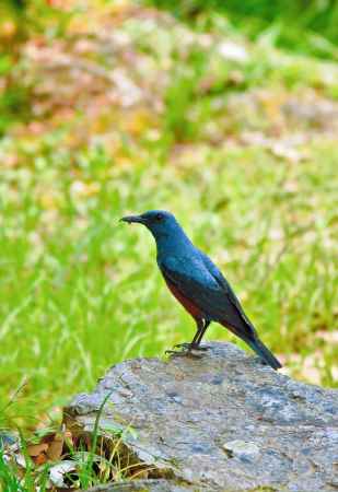 イソヒヨドリくん　登場